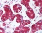 AKT2 Antibody (C-Terminus)